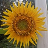 IMG_20200731_092713