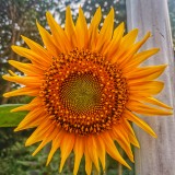 IMG_20200713_190351-01